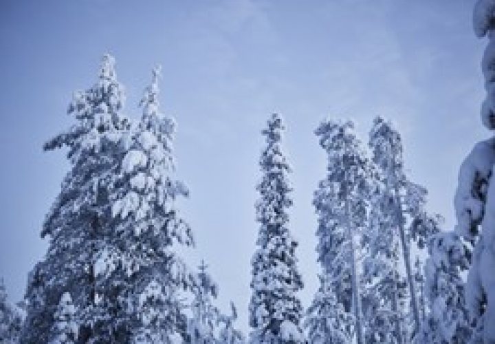 forest-winter-2